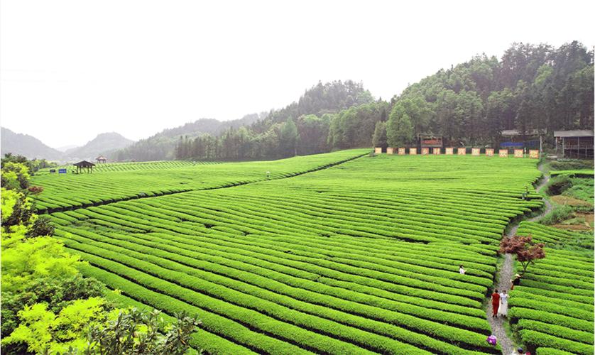 湖南安化理想华莱黑茶,品质优异口感浓郁,值得一试!